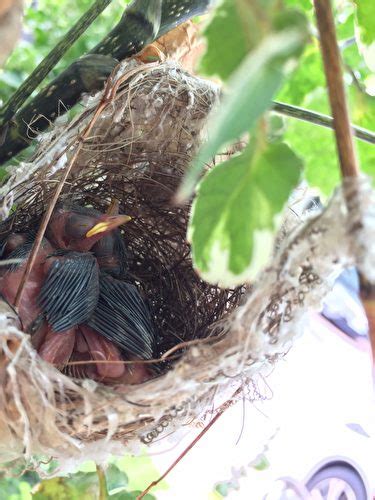 鳥來家築巢|野鳥庭前築巢 預示居家風水好兆頭 